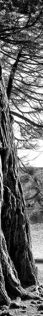Large tree trunk beside a serene body of water.